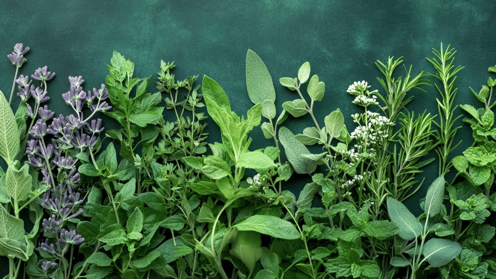 Bohuslav Větrovský