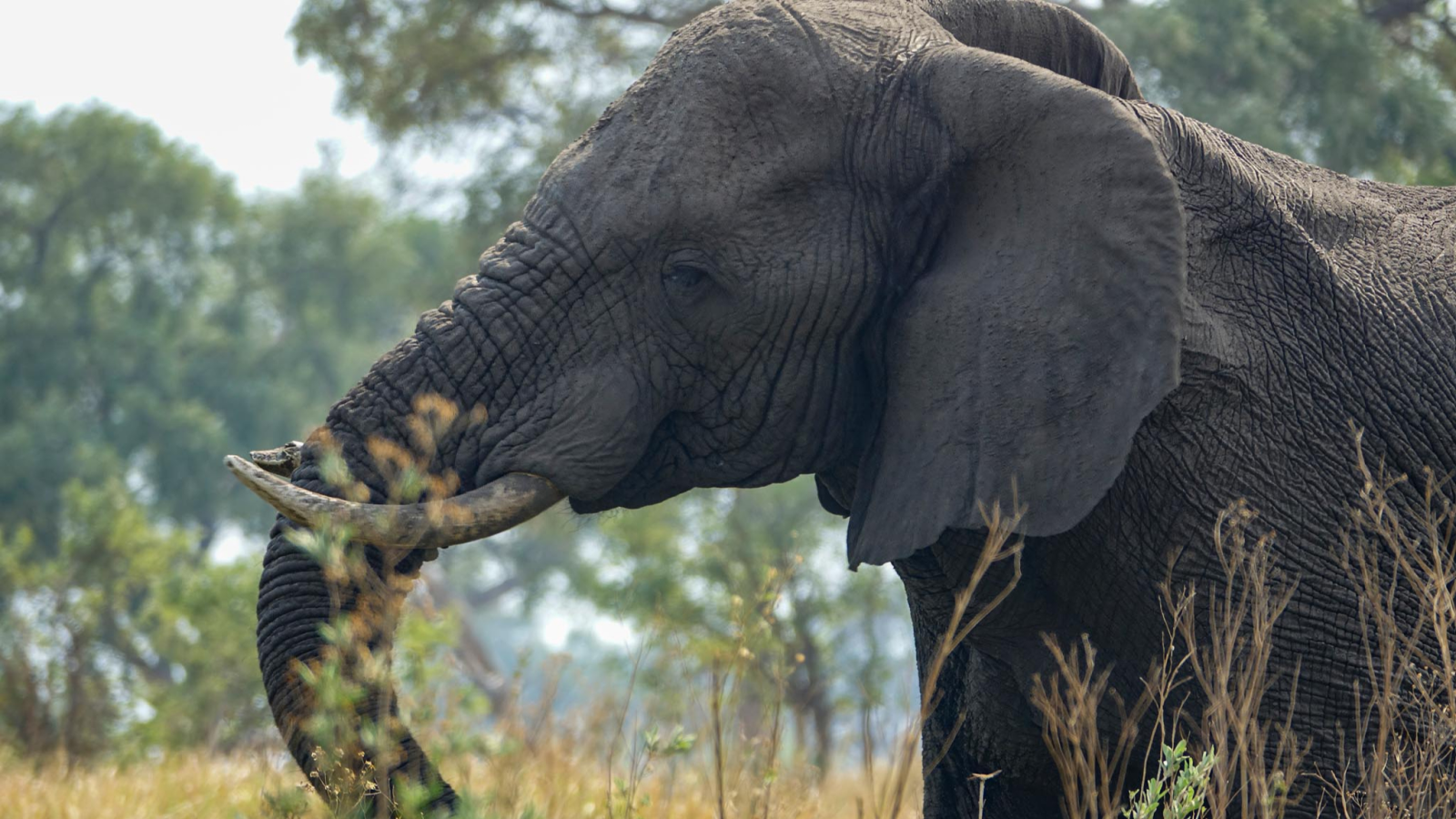 Dream Explorer Tours and Safaris