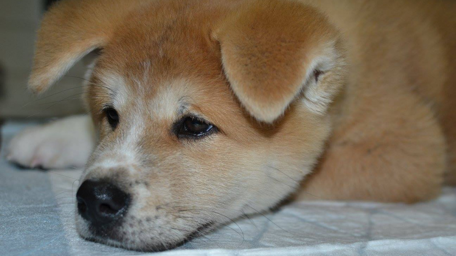 OK-VET veterinární klinika