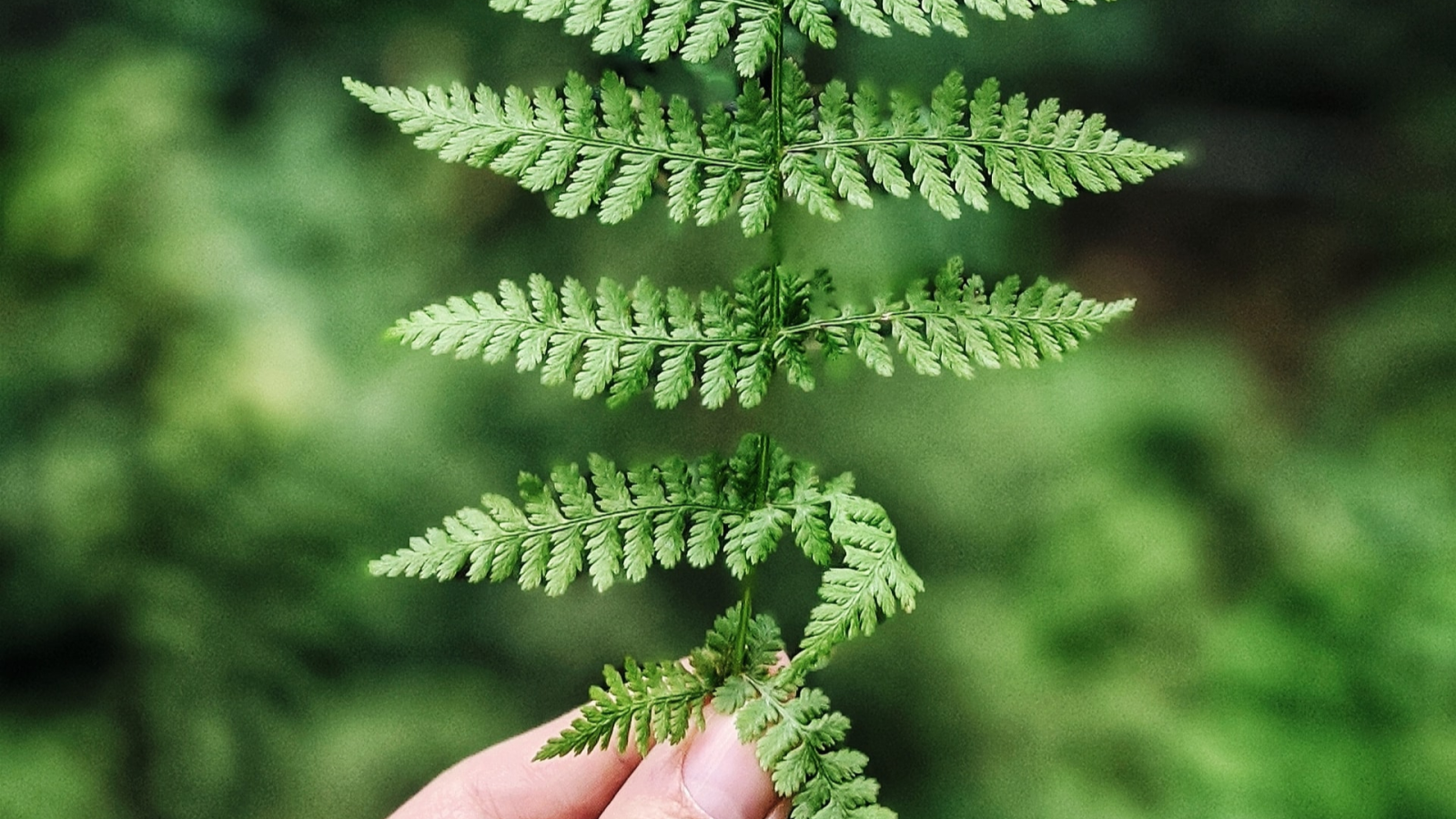 Szeptunka i Spółka