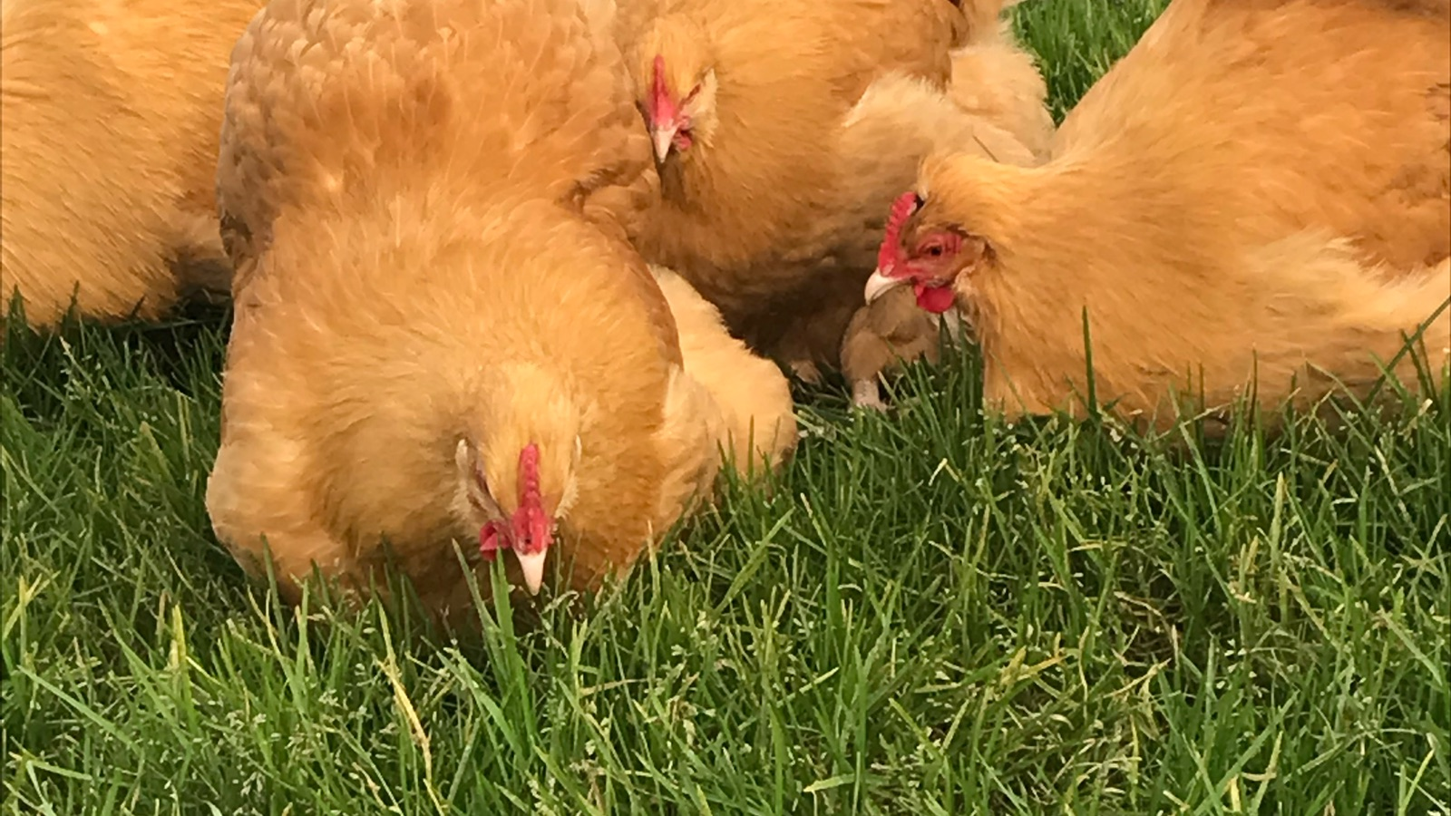 The Suffolk chicken company