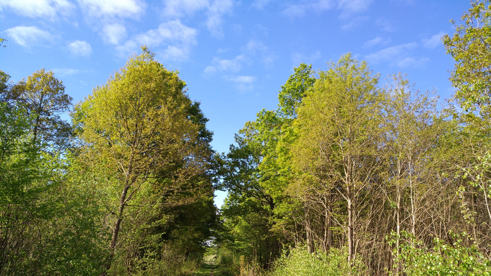 Anne Muller psycho-praticienne certifiée dans l'ACP