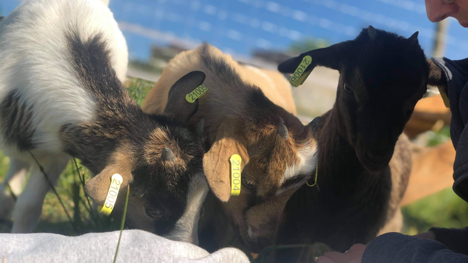 Les chèvres de Shipinours