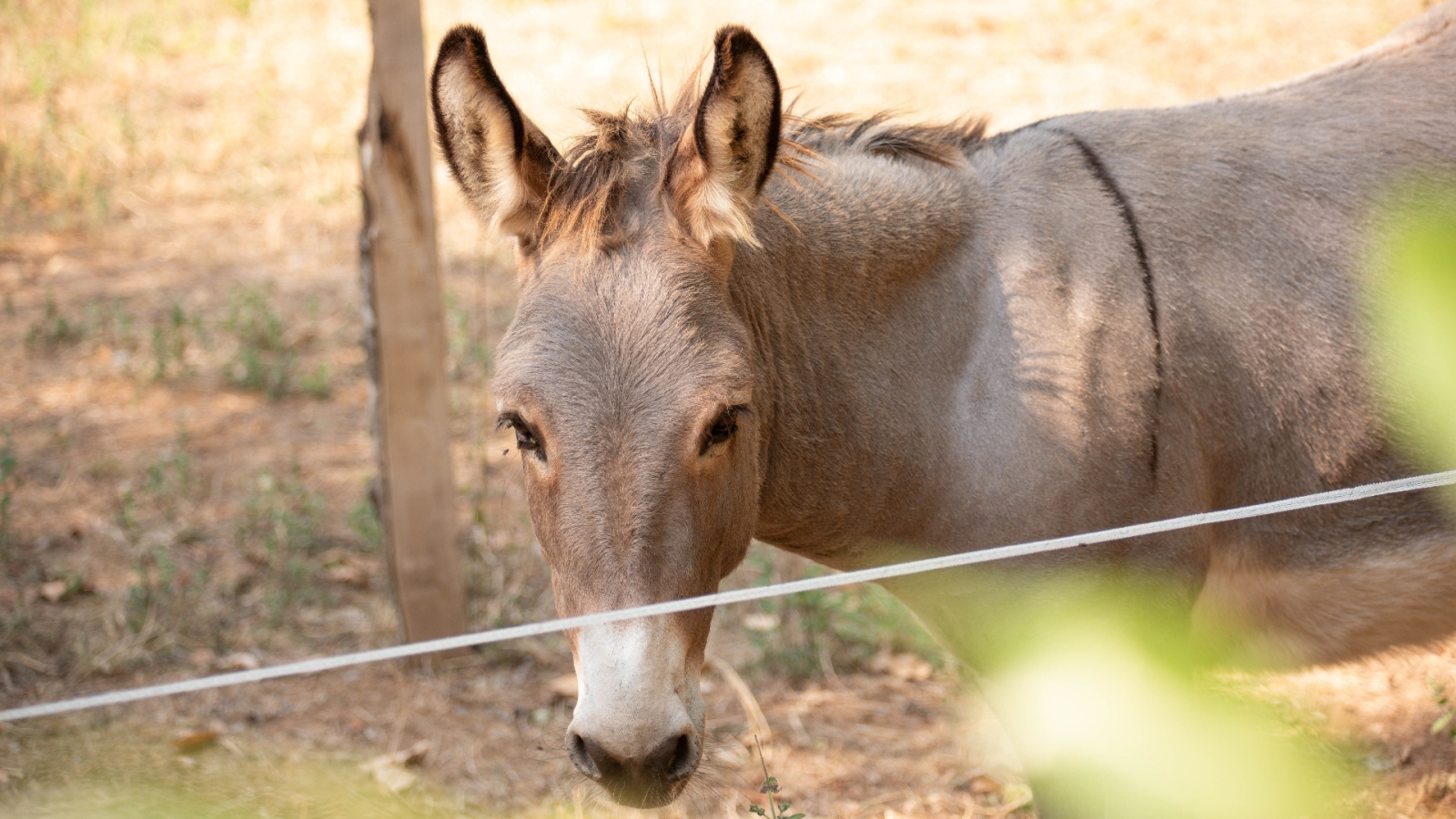 Les petits amis d'Hippolyte