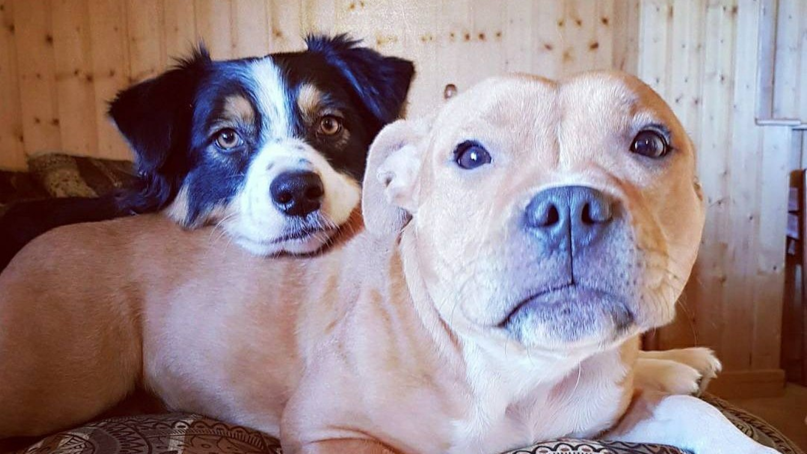 Objectif Bonheur Petsitting