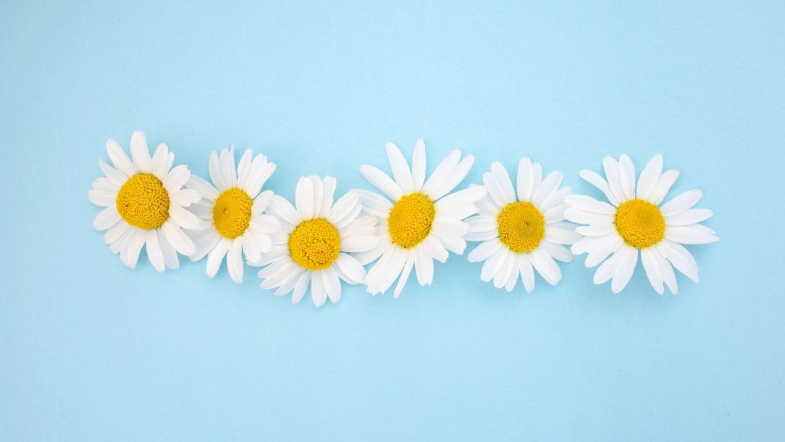 Věra Hanáková, LL.M. & MBA, SKH