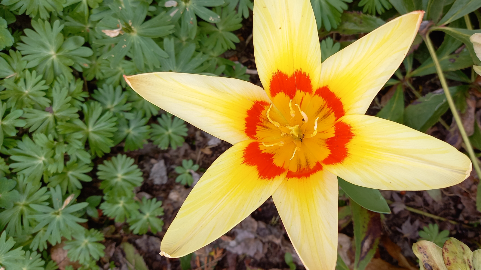 Zahrady Nové Země - Zuzana Drahorádová