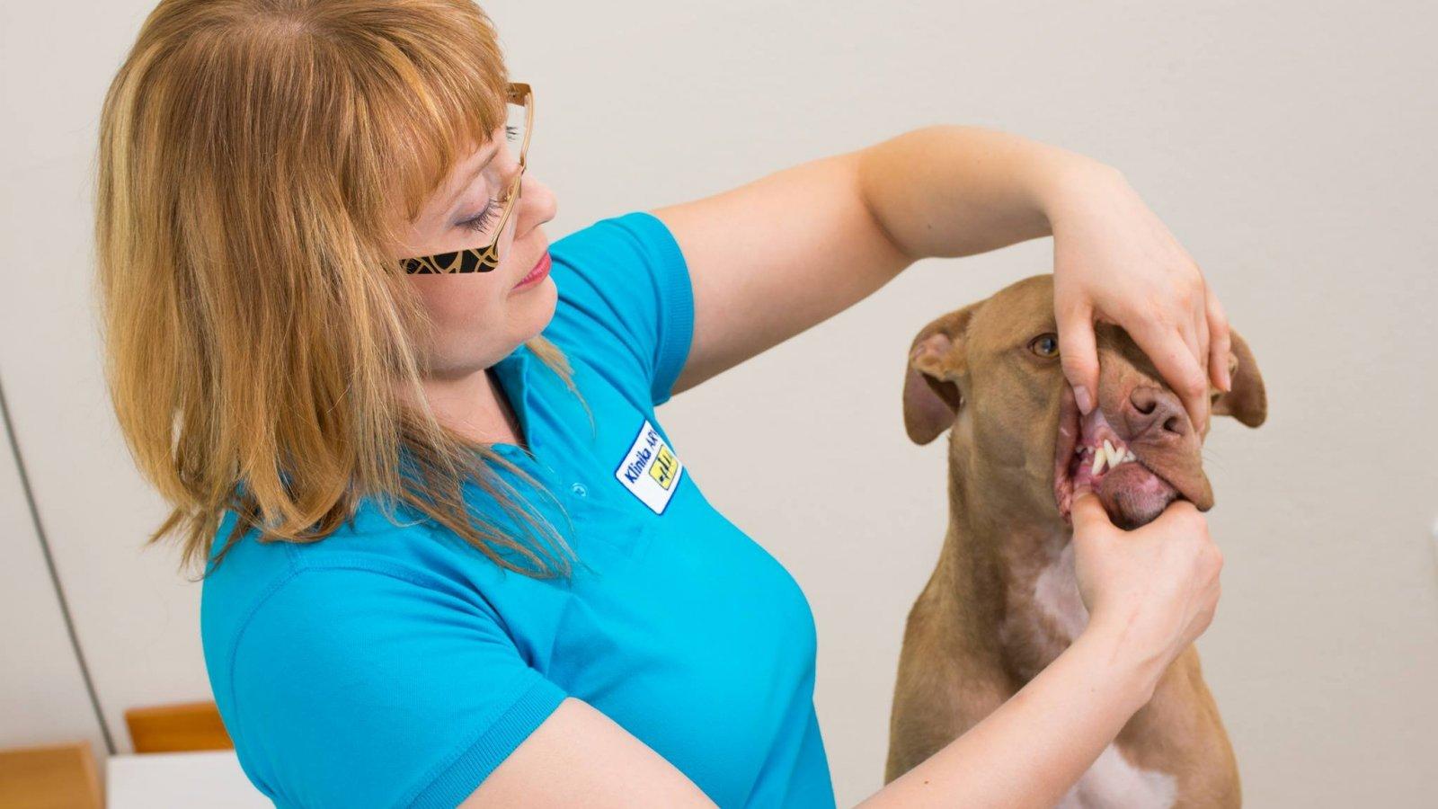 Veterinární stomatologie