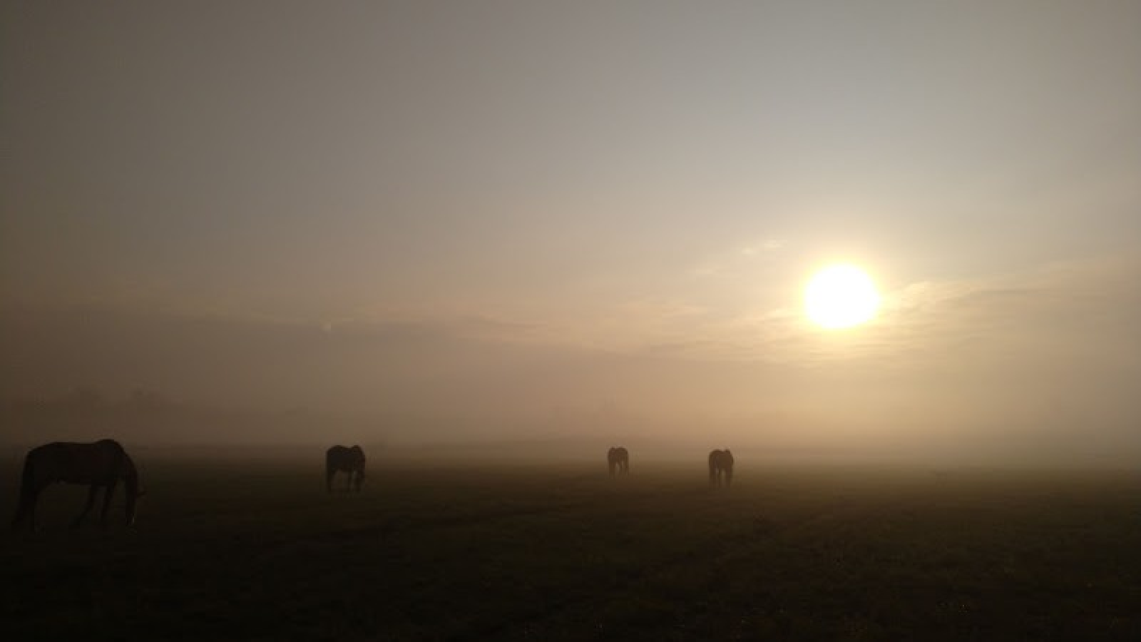 Magyar Családi Gazdaság Lovaglás