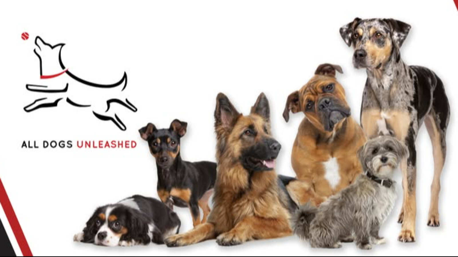 All Dogs Unleashed Dog Training Shreveport