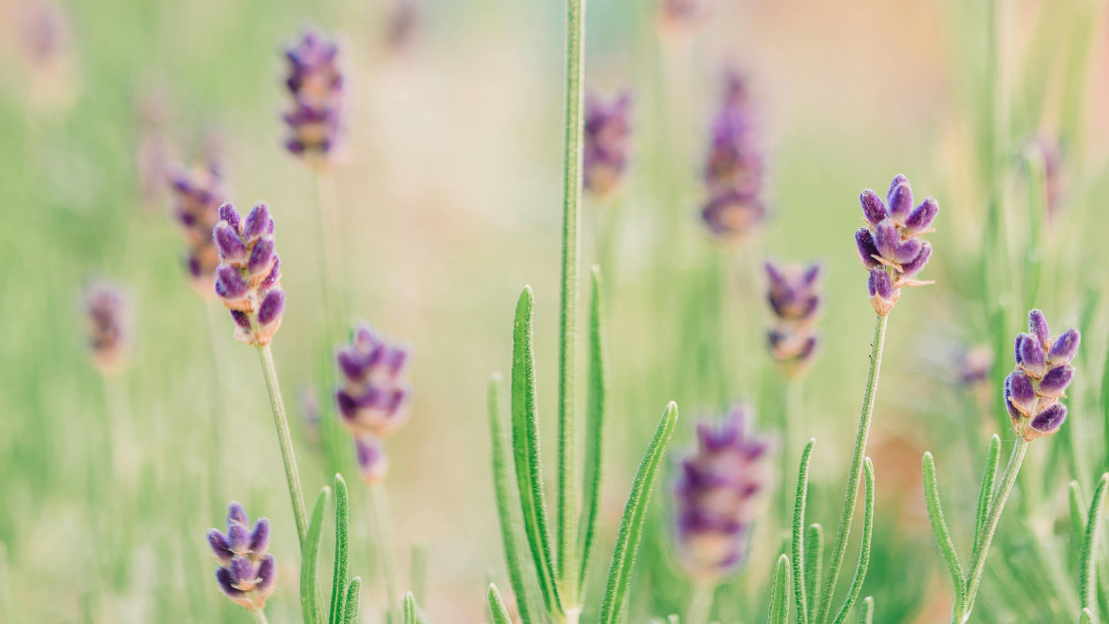 Stéphanie MAULAY, Thérapeute transpersonnelle, Gard/Paris/Visio