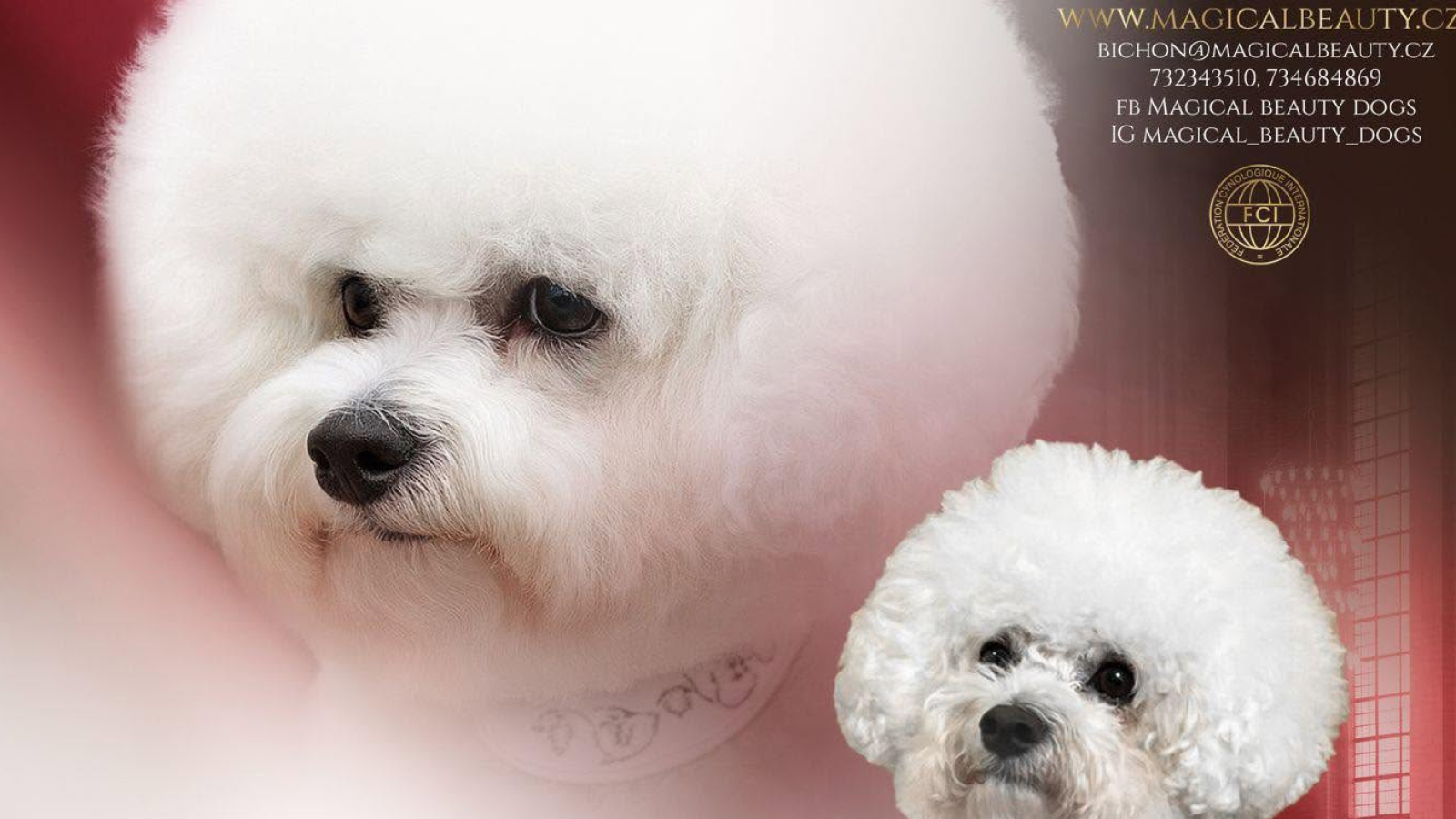 Magical beauty dogs
