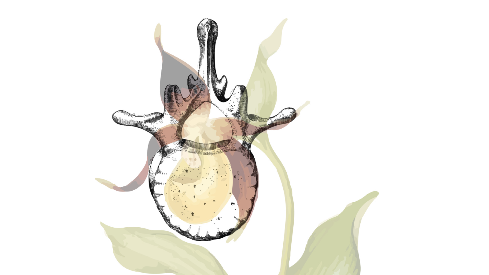 Fyzioterapie a masáže Mgr. Denisa Zmeškalová, Zlín