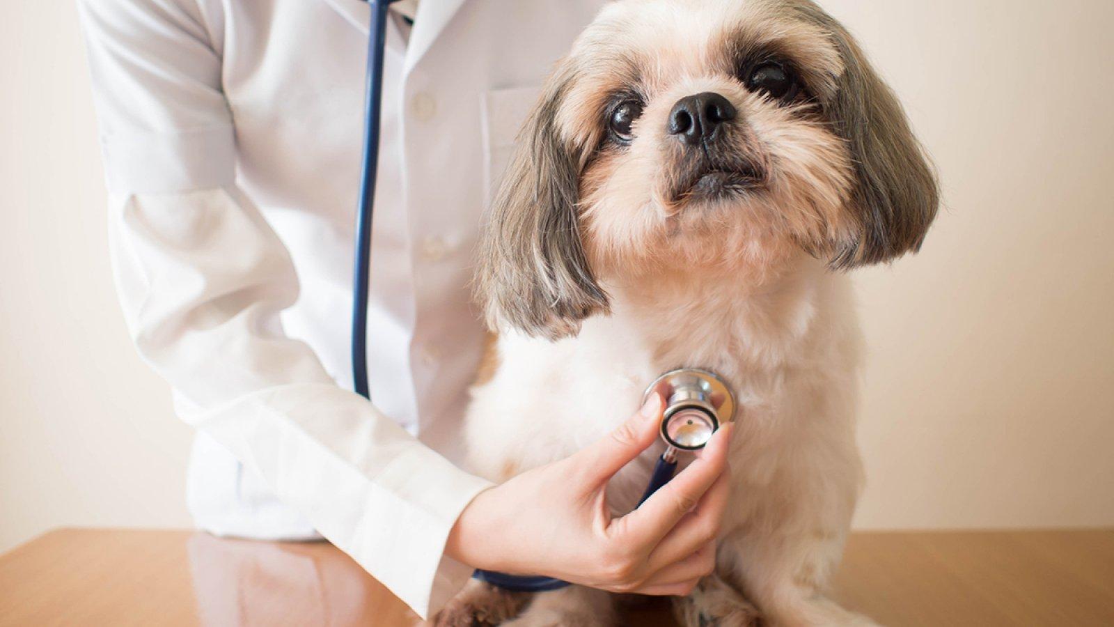 Veterina Lenka Ostrov