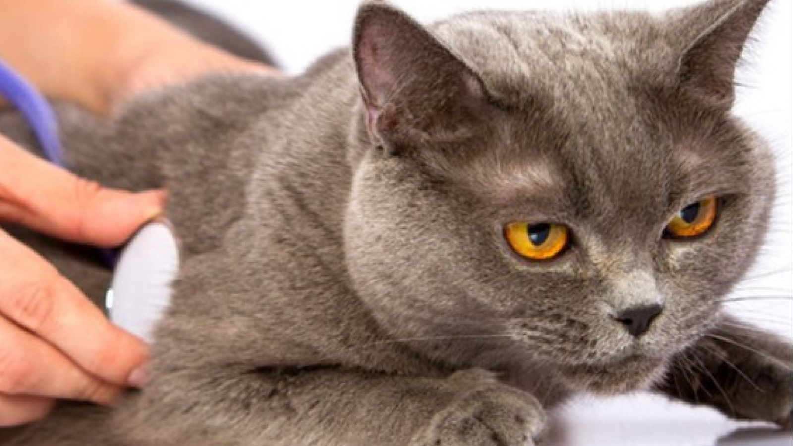 The Neighborhood Vet