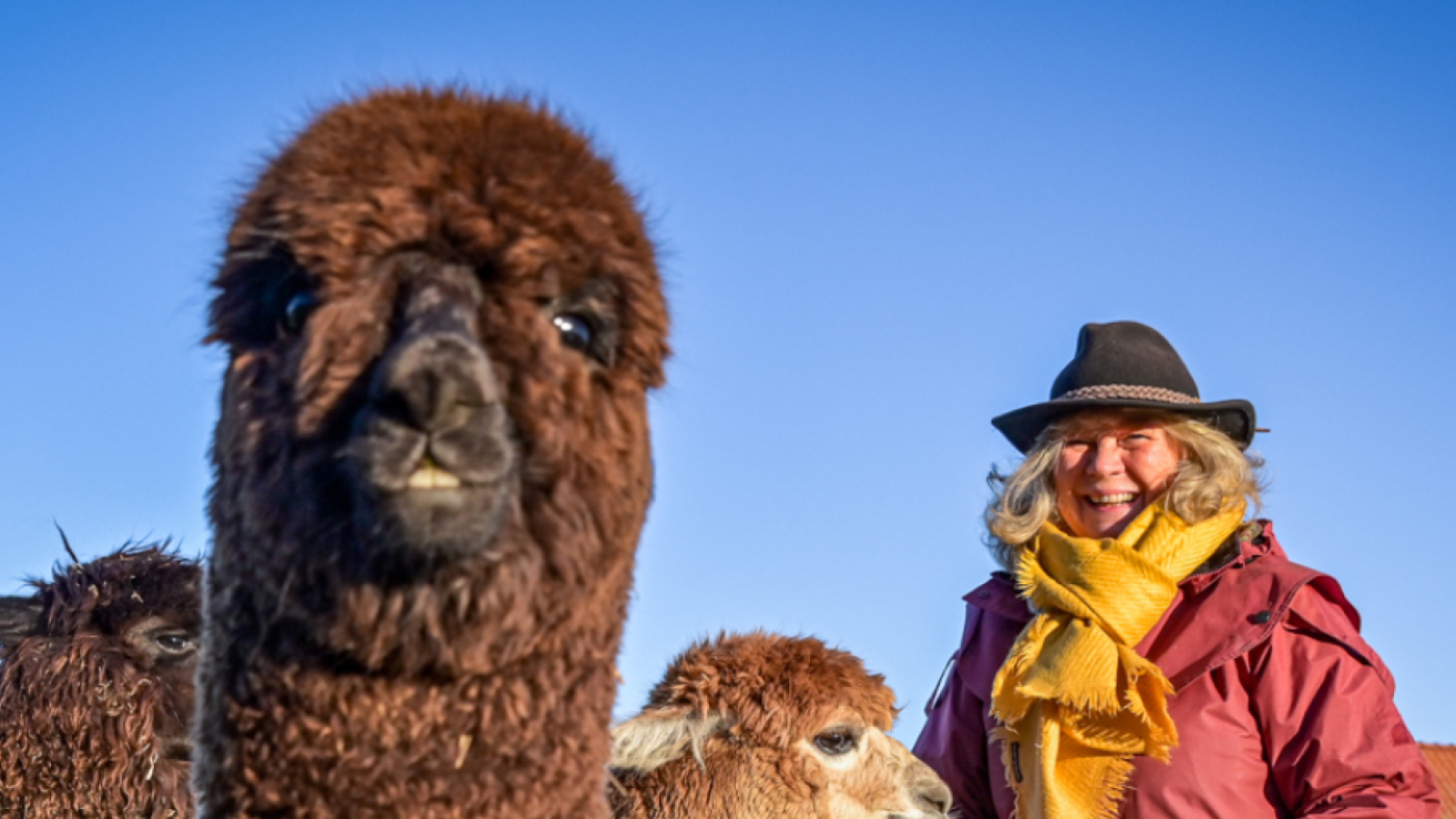 Alpaca Farm