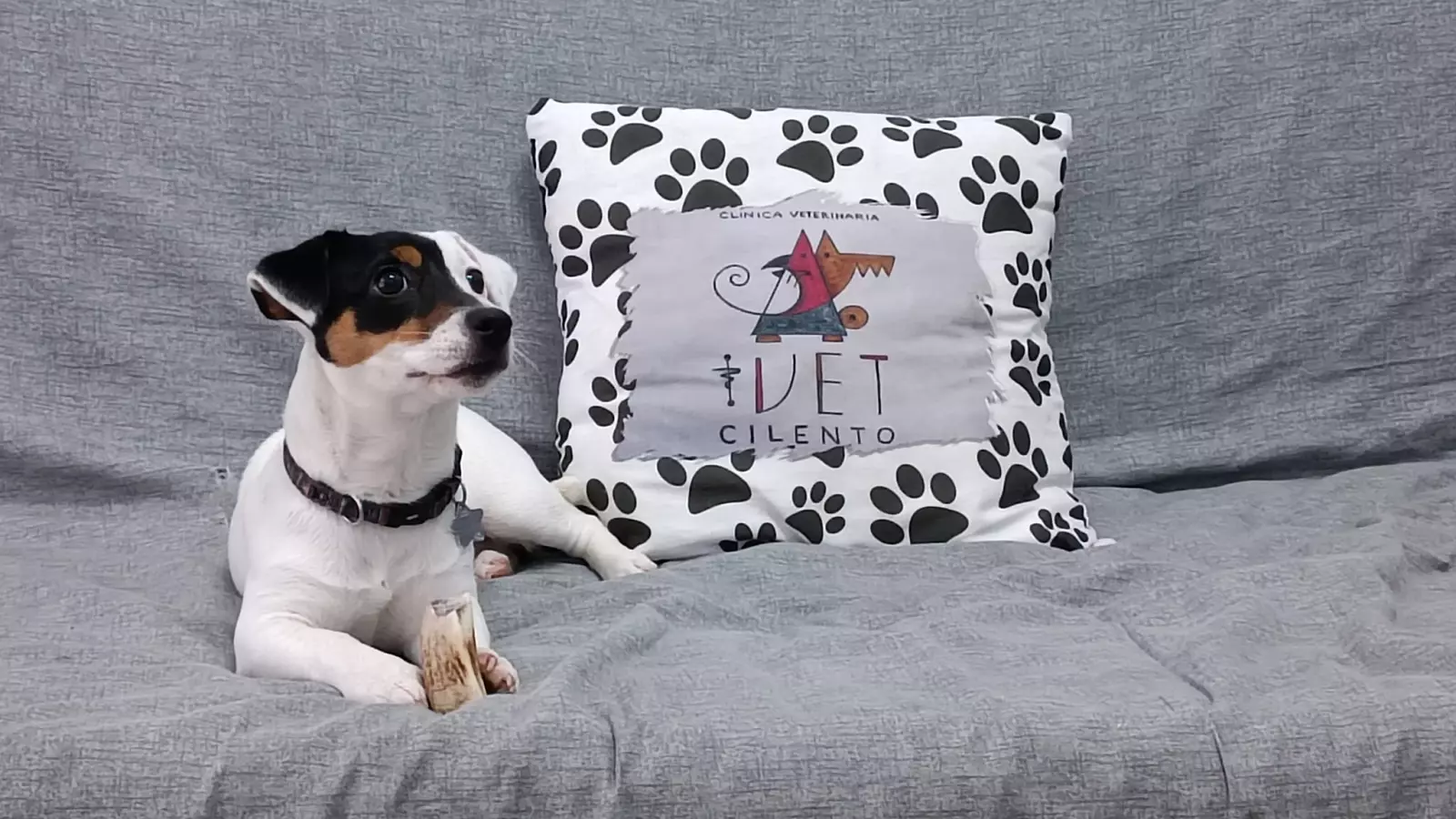 iVet Cilento Clinica Veterinaria