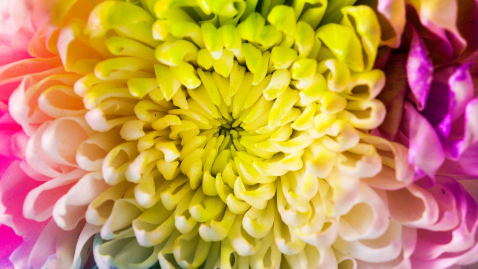 Studio di psicoterapia Elisa Canavese