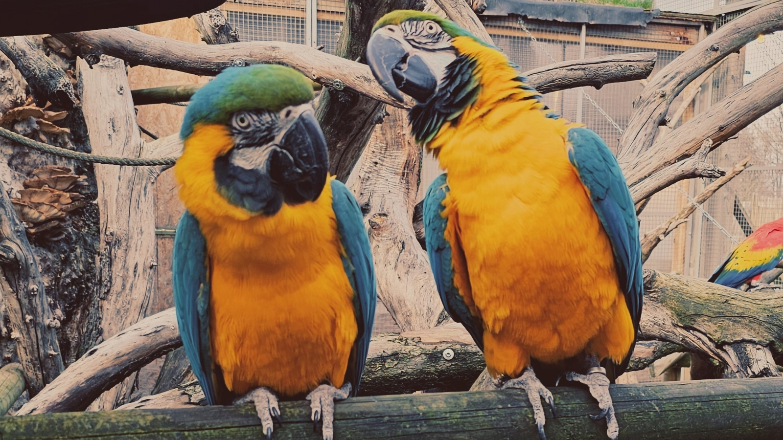 Záchranná stanice PAPOUŠČÍ RÁJ