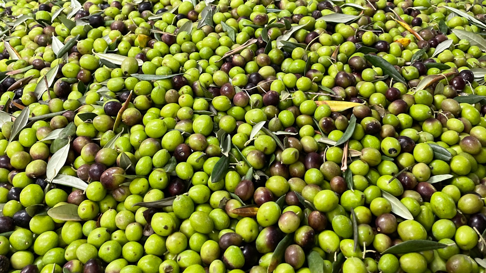 Oleificio Vassallo Victoria Marina