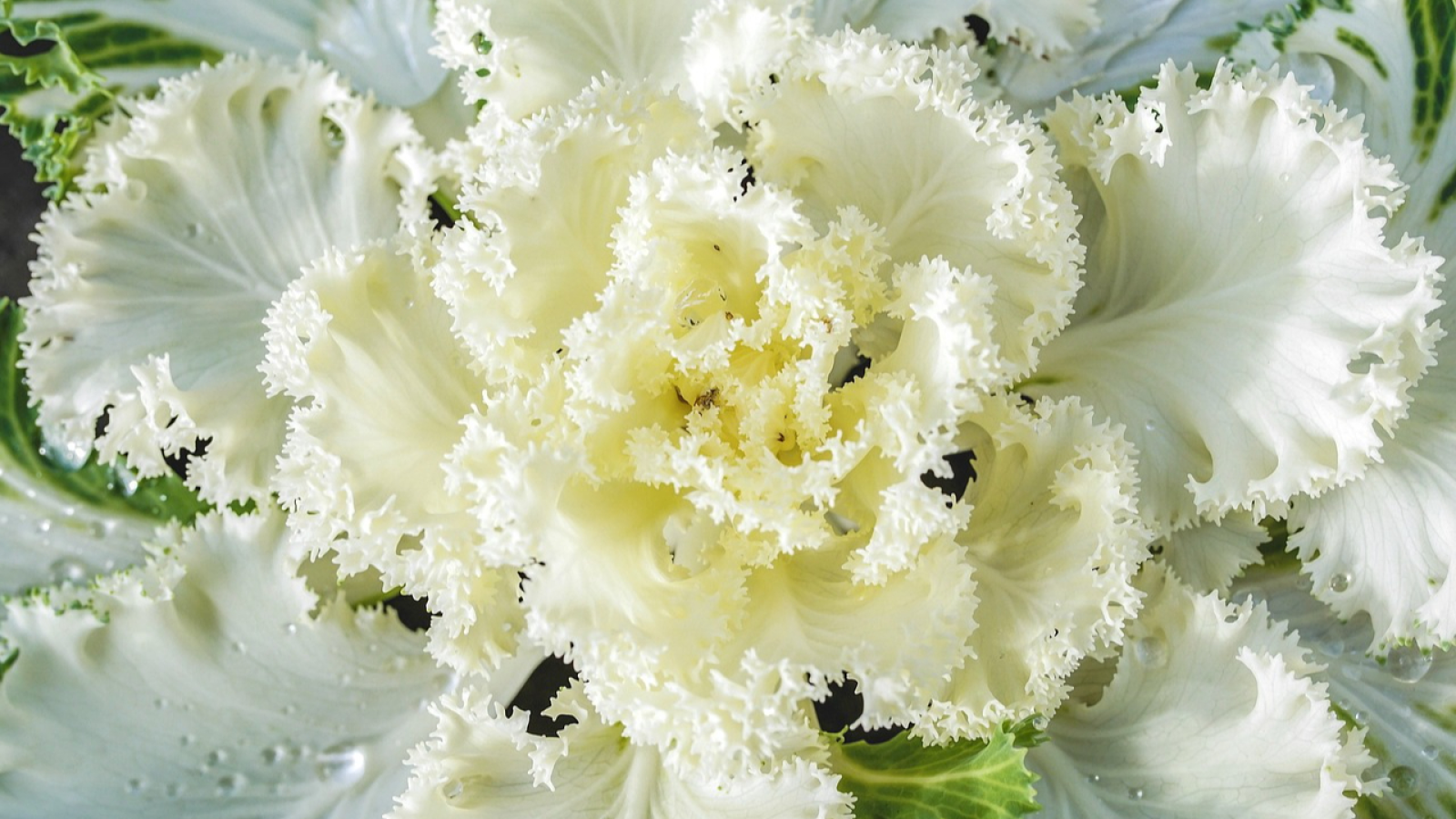 Anastasia Dobysh, diététicienne