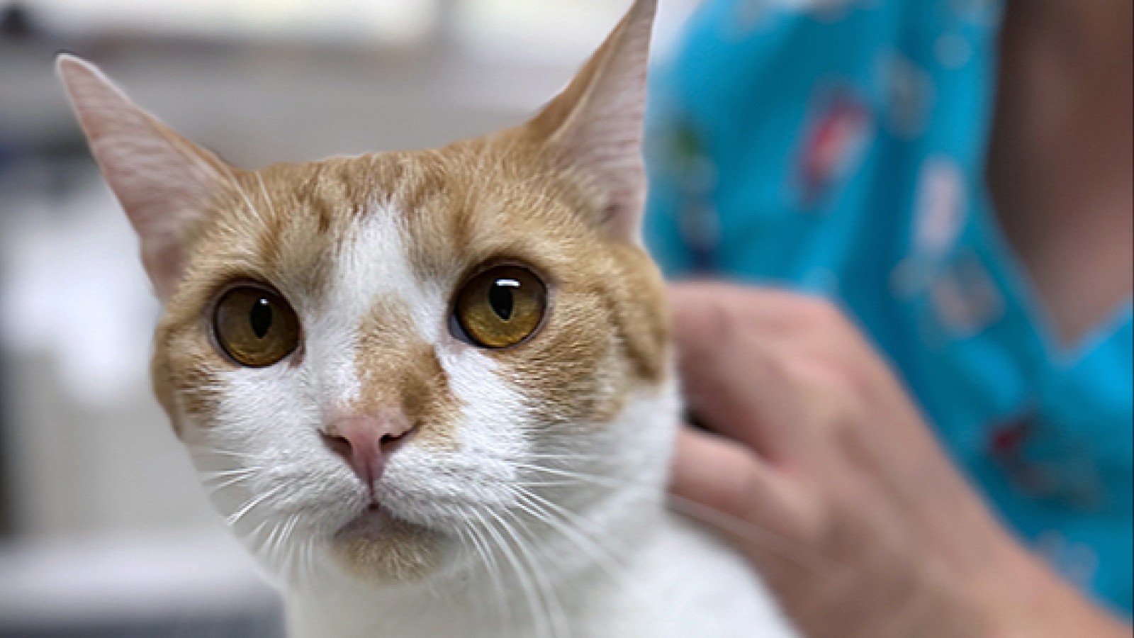 Veterina VeMaP s.r.o.