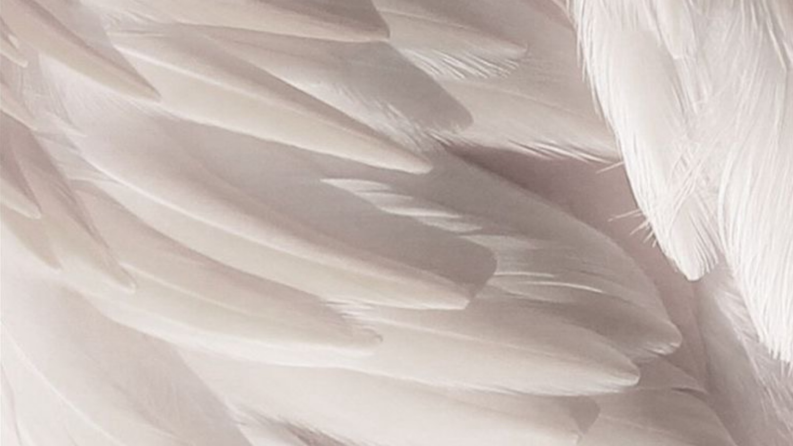 Angel Hair Boskovice- Tereza