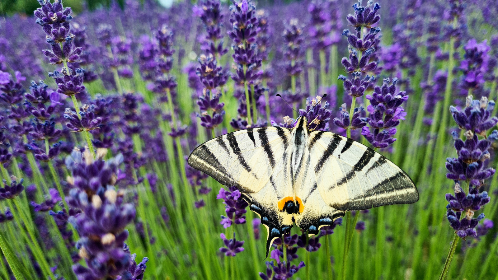 NAMASTE HARMÓNIA stúdió