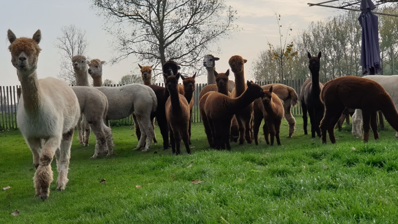 Alpacalokeren