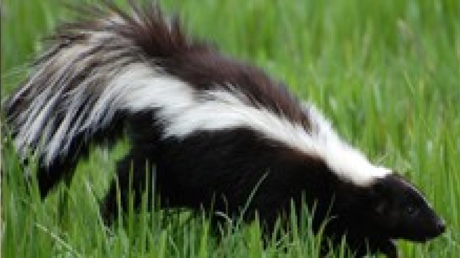 Arab Termite & Pest Control, Inc.