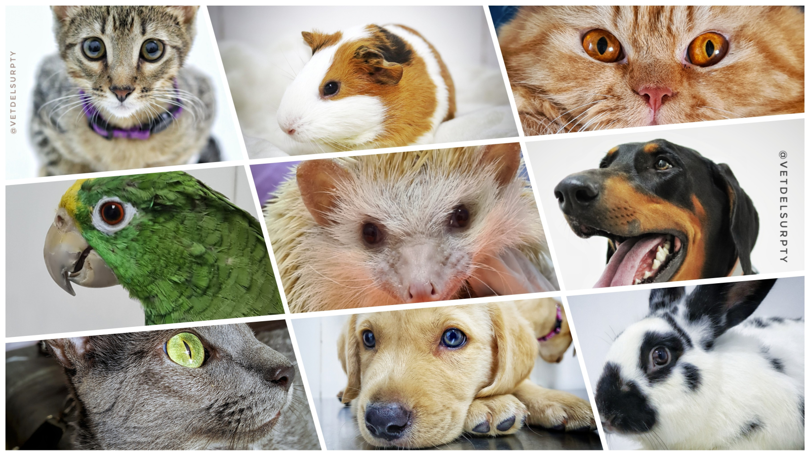 Clínica Veterinaria Del Sur