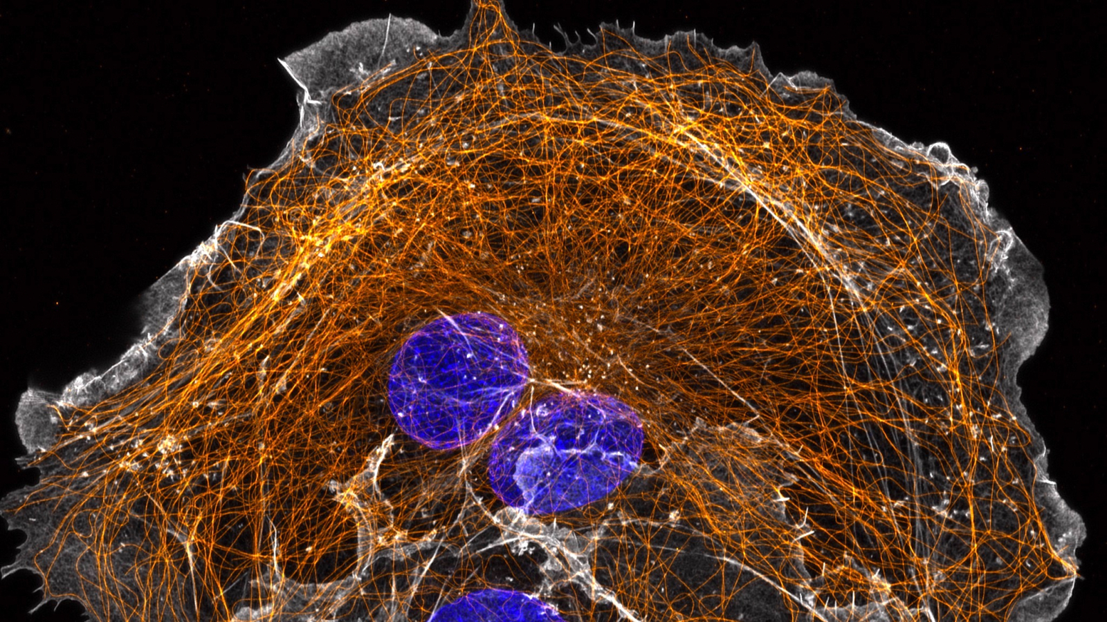 Workshop Nikon - BICEm Limoges