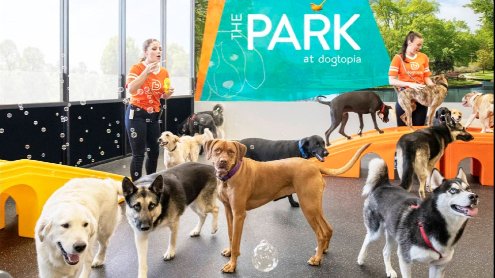 Dogtopia of Mount Kisco
