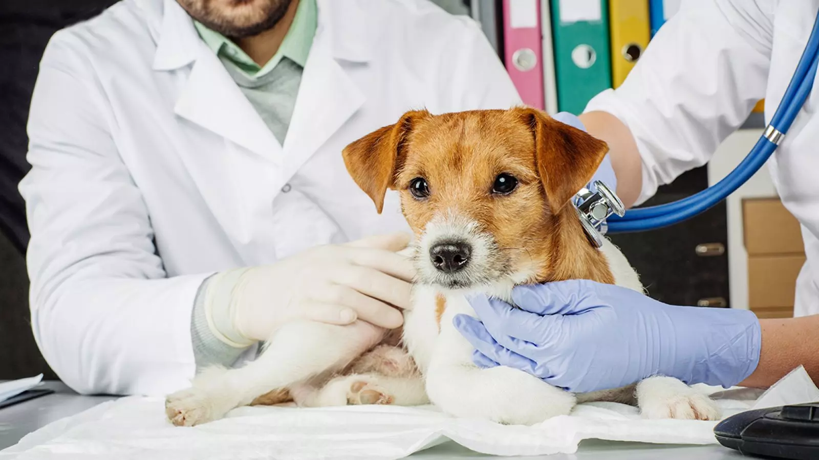 Veterinární klinika AlfaVet Frýdek-Místek