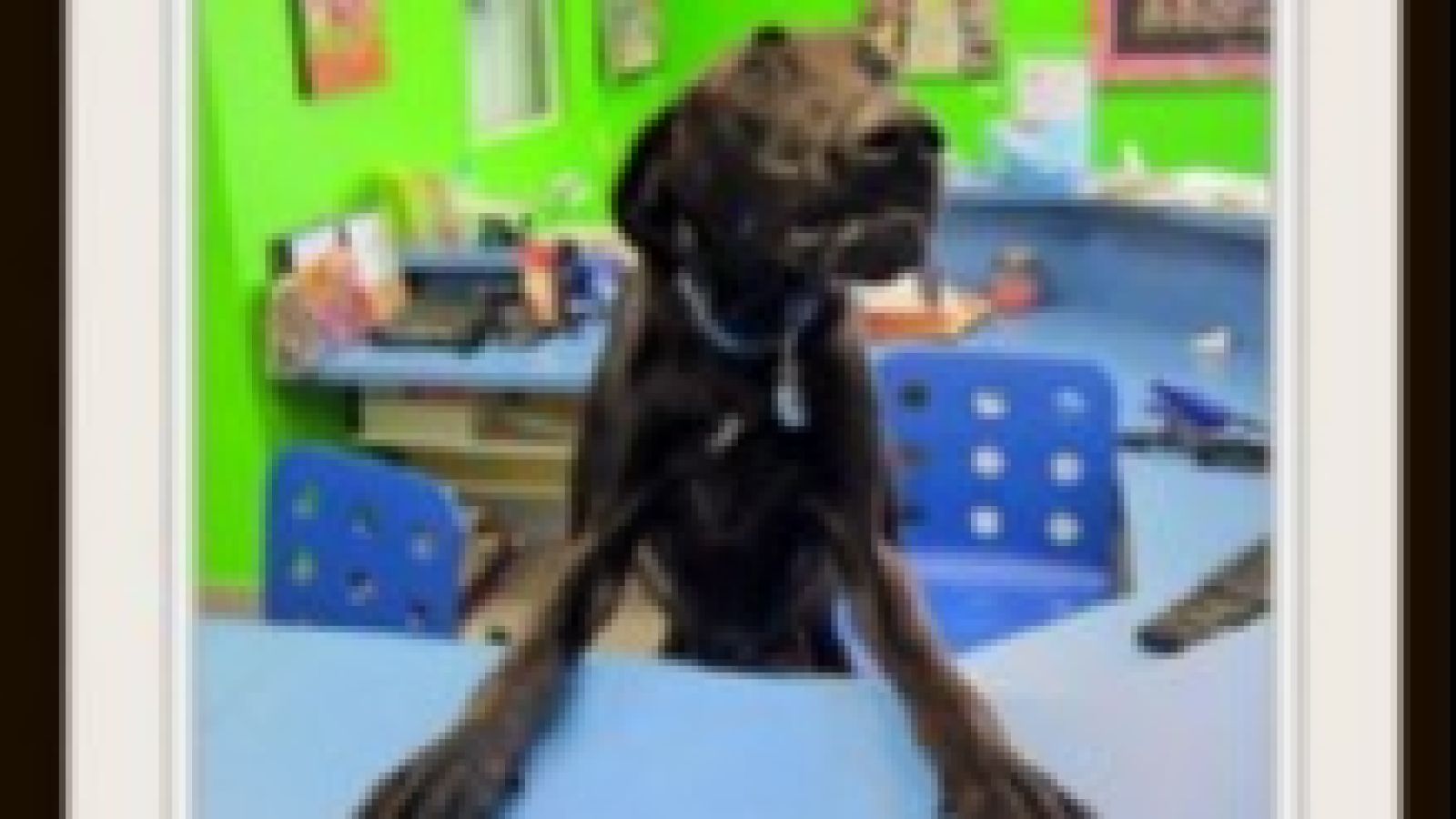 Wilton Manors Animal Hospital