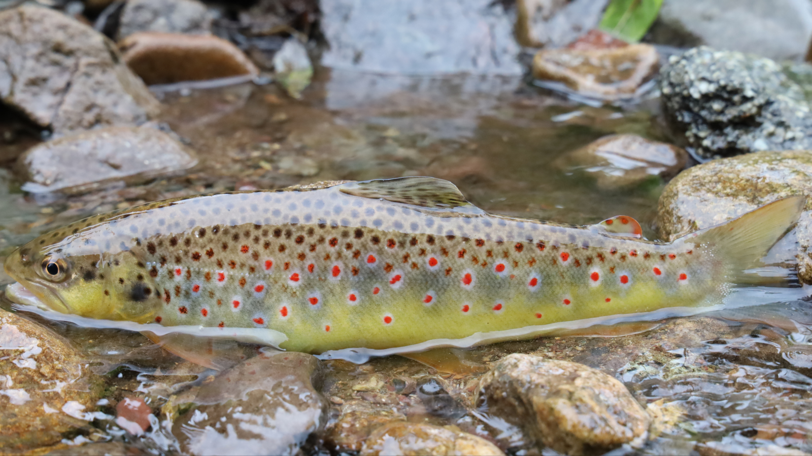 MO SRZ Liptovský Hrádok