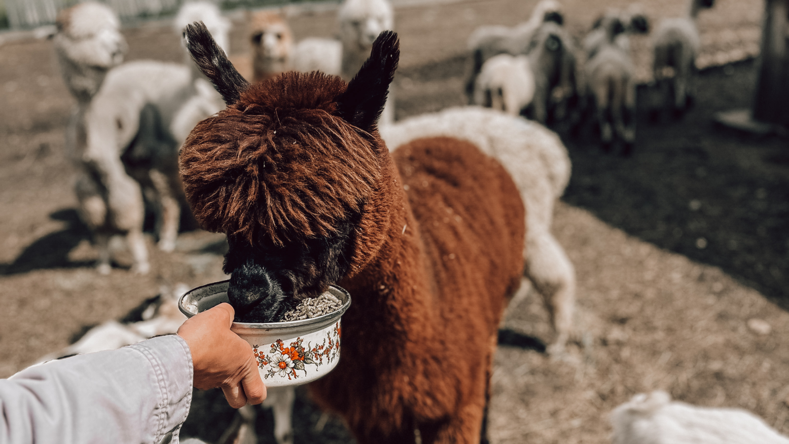 AlpakaGo - Hrubý Jeseník