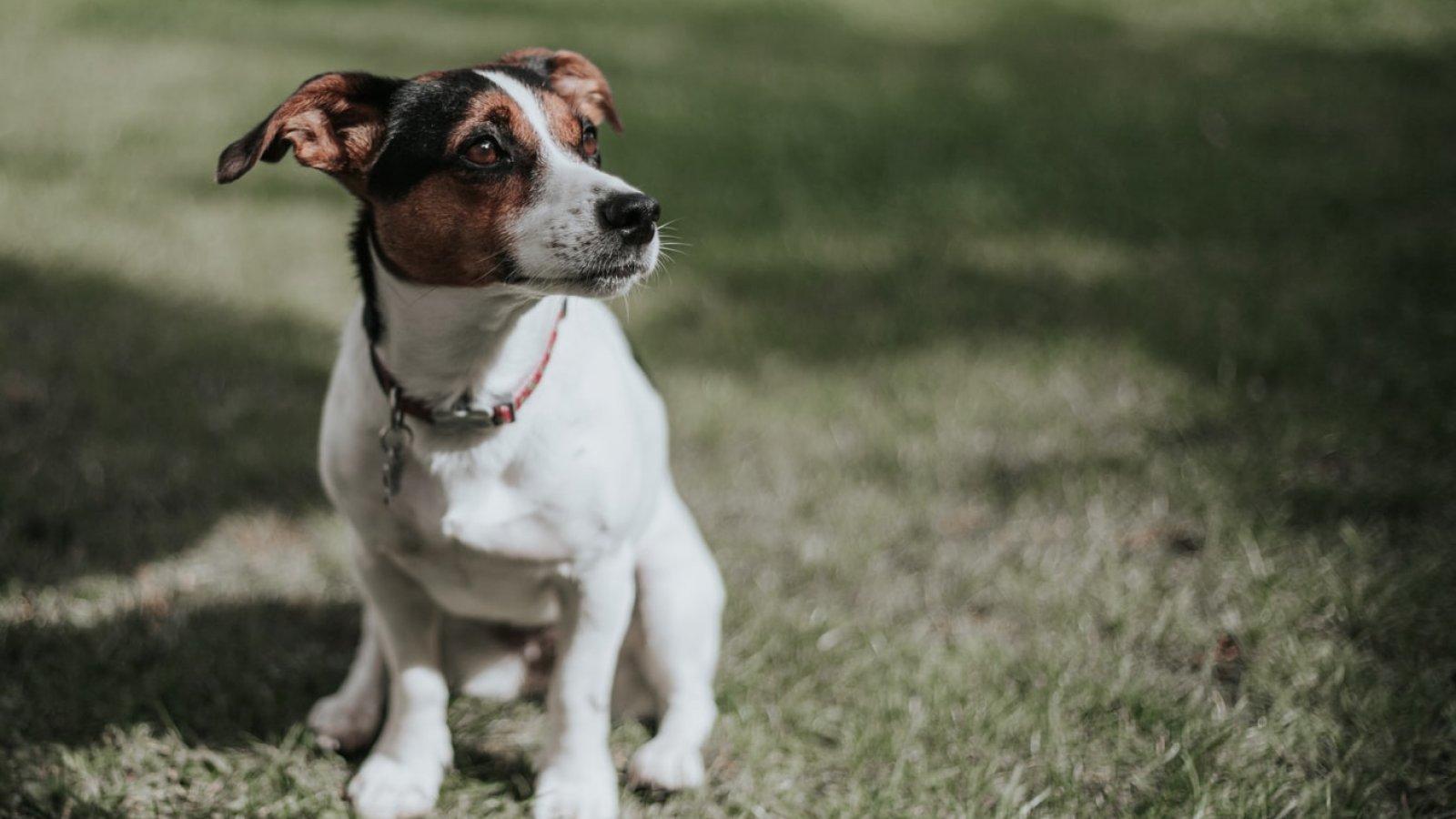 Veterinární klinika Maradovi