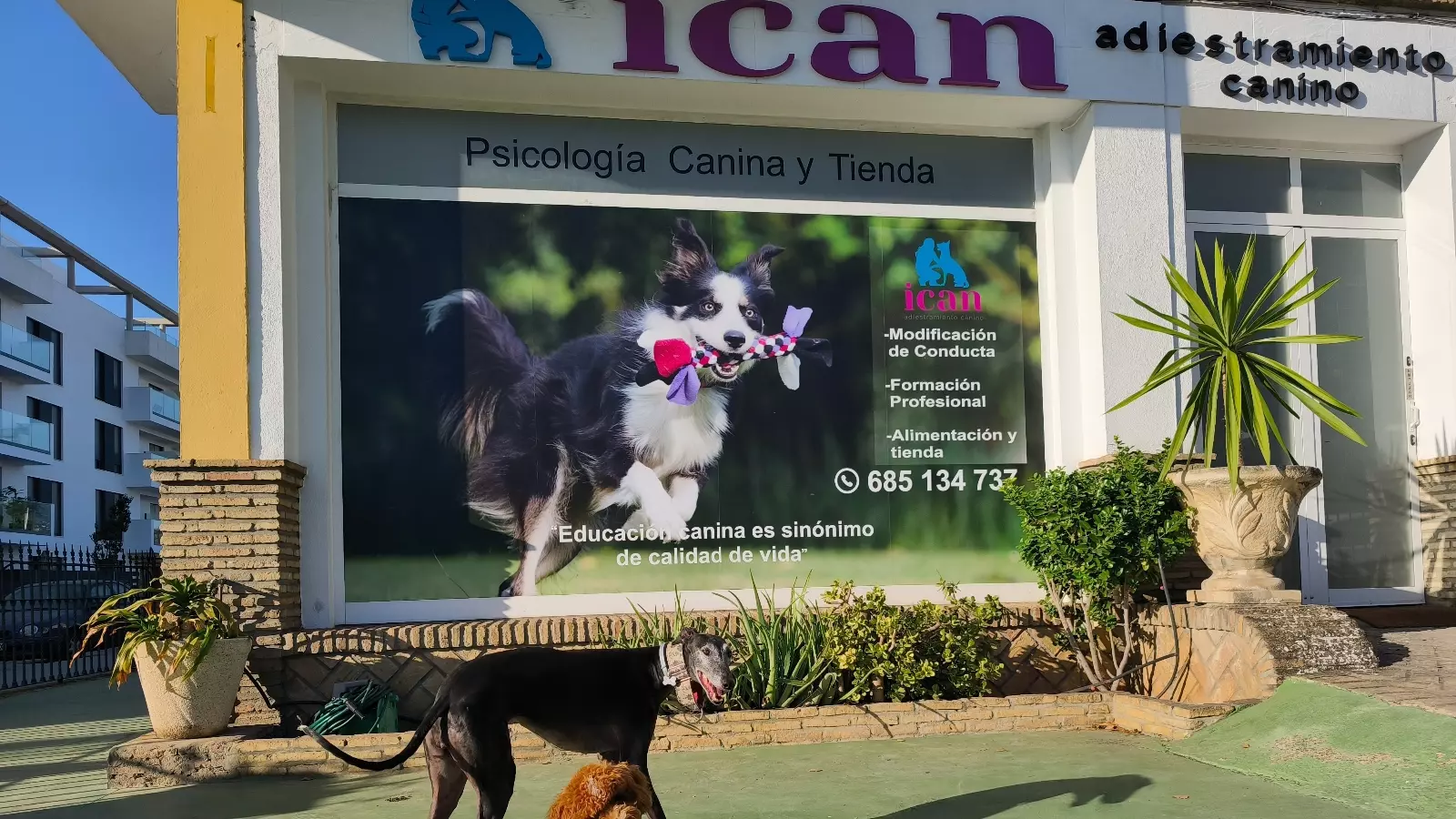 ican adiestramiento canino
