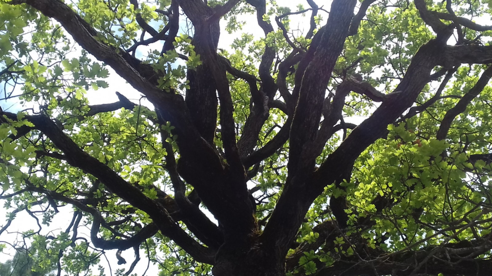 QINESIO - Marie-Aimée QUADRIO