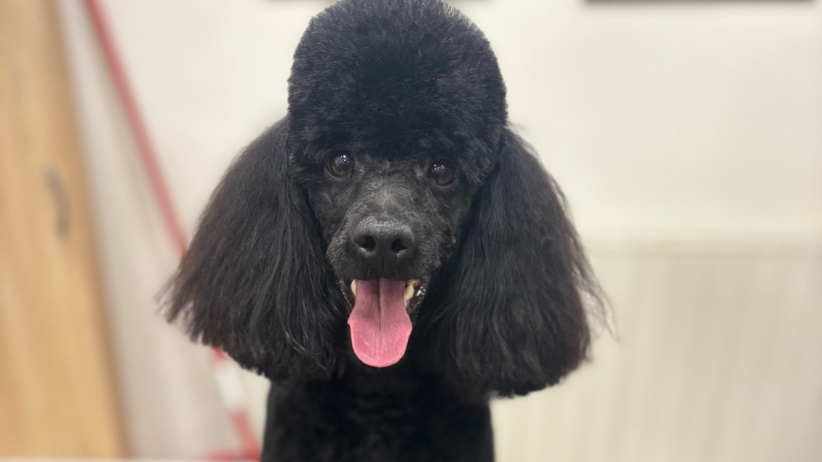 Salon pro psy Valentin