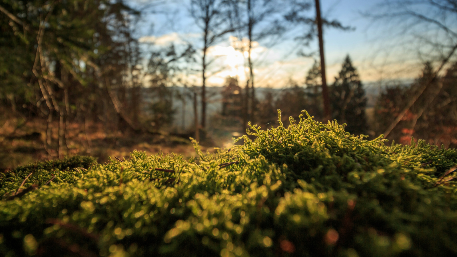 Settore Nazionale Forest Bathing CSEN