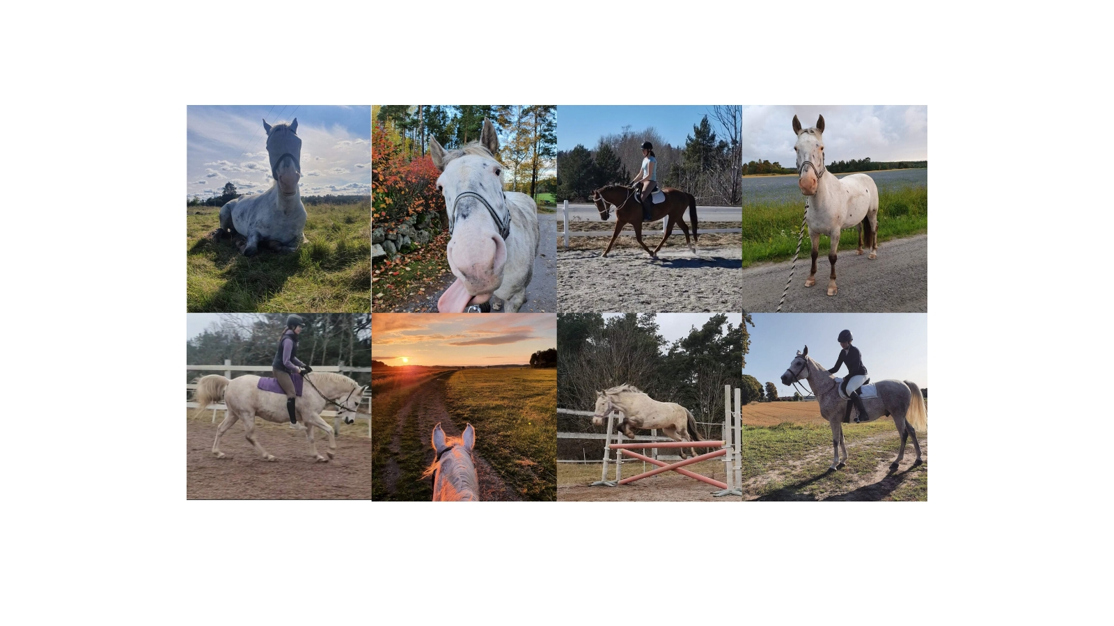 BWD Häst och Ryttartjänster