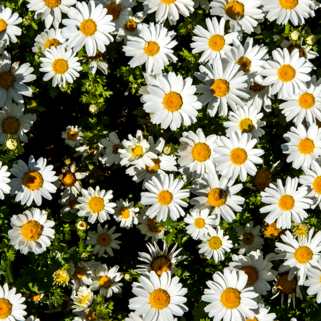 Consultation de suivi - En distanciel via Zoom