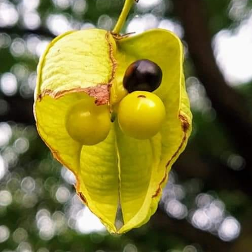 Terapie 90 minut /práce s rodinným systémem