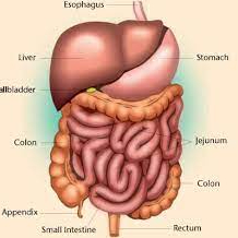 Addome Completo + Anse Intestinali
