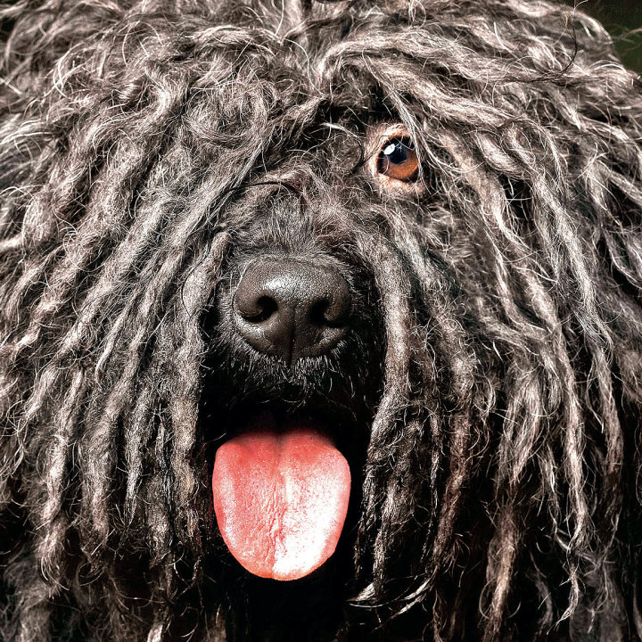 Vyholení zplstnatělého pejska