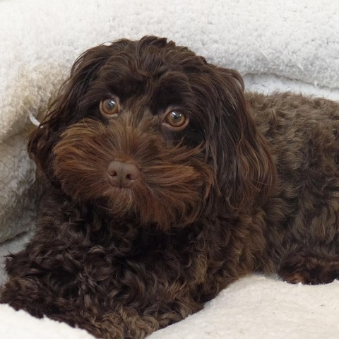 Mixed Breed ( Medium )