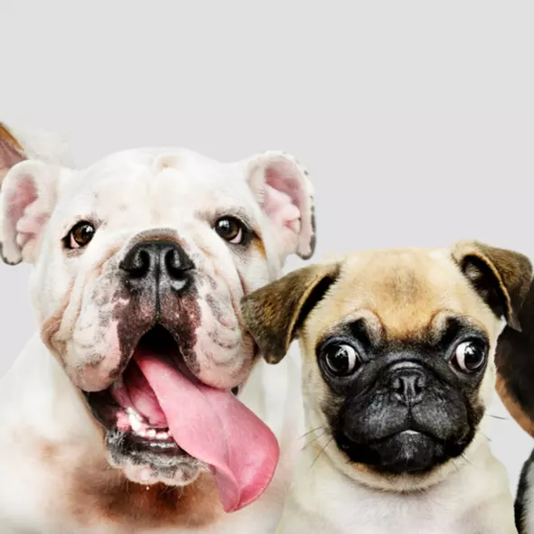 Open House Dog Meet and Greet