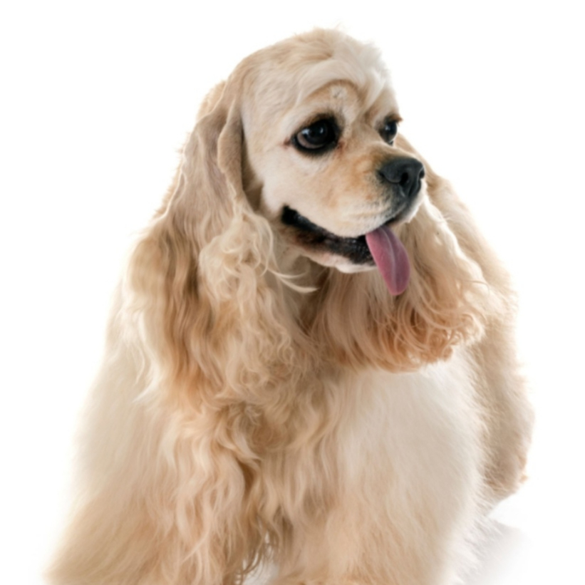 Cocker Spaniel Americano (Baño y corte a máquina)